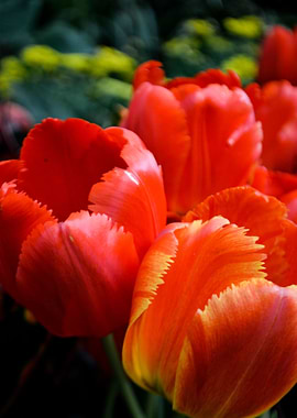Red Tulips