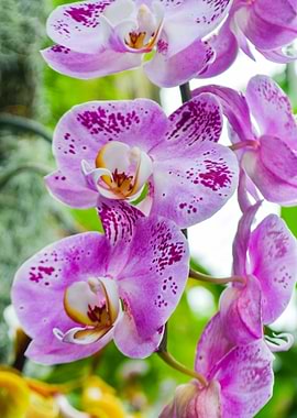 Hanging Orchids