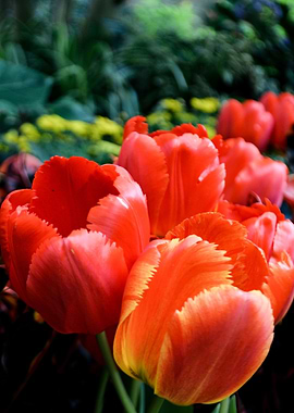 Tulips