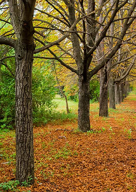 Autumn Forest Trees Leaves