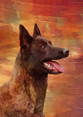 Dutch Shepherd Dutchie