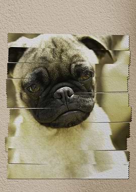 Bulldog with tape art