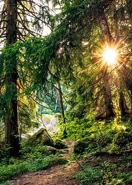 Sunrise Forest Sunset Tree