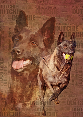Dutch Shepherd Dutchie