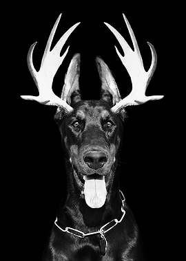 Dobberman antlers