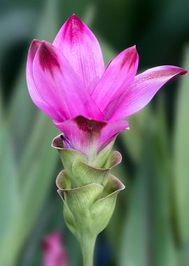 flower of the turmeric pla