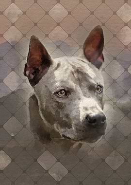 Thai Ridgeback Dog
