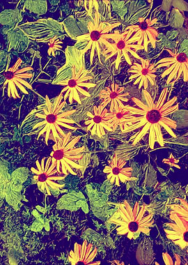 redbekie yellow flowers