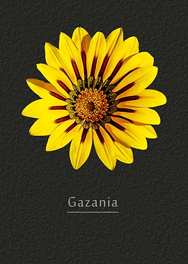 Gazania
