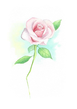Pink Rose