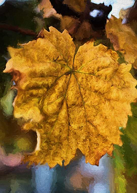 Leaf in fall
