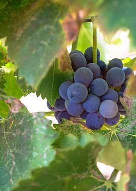 A Cluster of Grapes