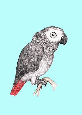 Cute African grey parrot
