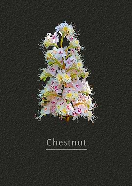 Chestnut