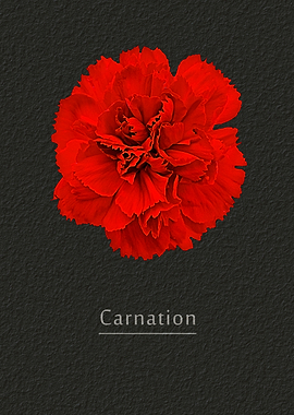 Carnation