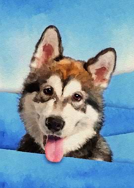Alaskan Malamute Puppy