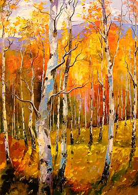 Birches in sunlight