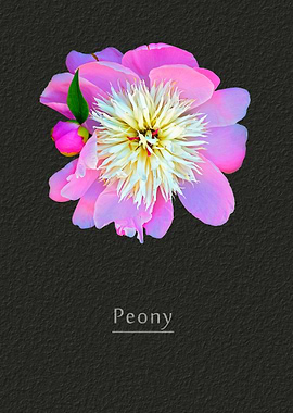 Peony