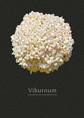 Viburnum