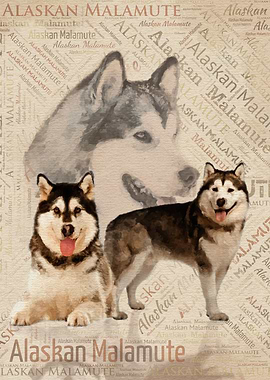 Alaskan Malamute