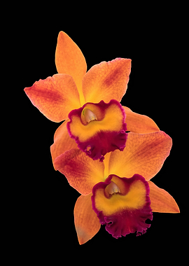 orchid for gift