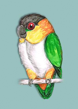 Black headed caique