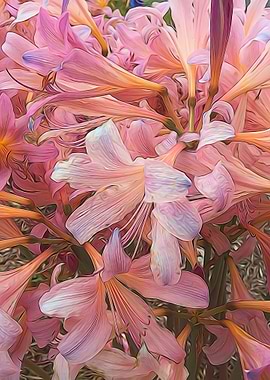 Pink Amaryllis