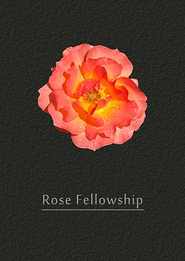Rose Fellowship