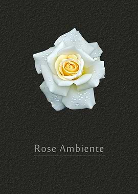 Rose Ambiente
