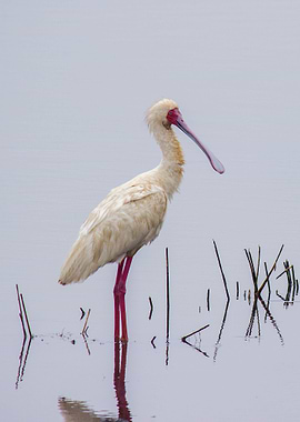 Spoonbill