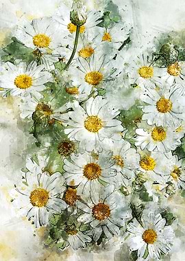 Daisies