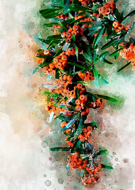 Pyracantha