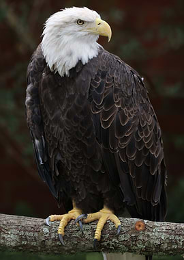 The American Bald Eagle