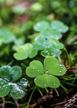 Clover in the dew