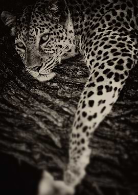 The Leopard
