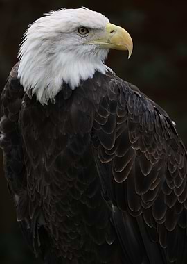 The American Bald Eagle