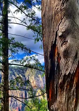 Faces in the Trees