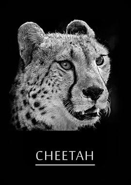 Cheetah
