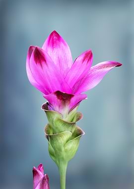flower of the turmeric pla
