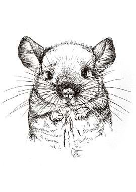 Chinchilla my Love