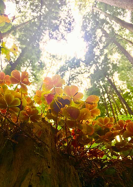 From Flowers to Trees