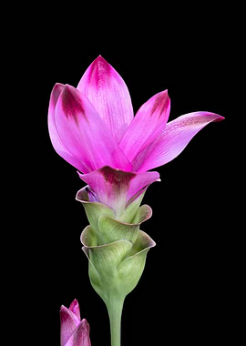 flower of the turmeric pla
