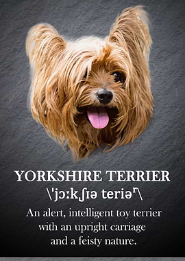 Yorkshire Terrier