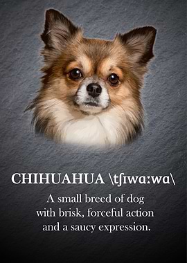 Chihuahua dog