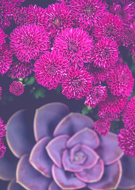 Flowers and Echeveria