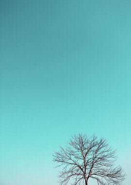 turquoise sky + tree