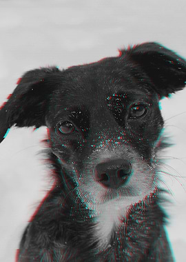 Dog Glitch