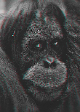Orang Utan Glitch