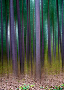 Forest trees
