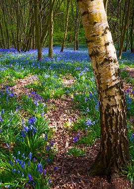 Bluebells